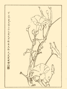 蕹菜图片