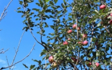 秋天的苹果树图片