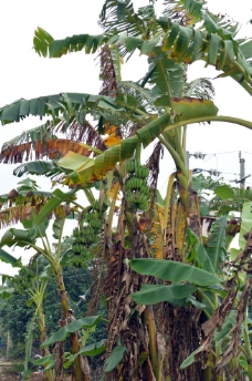 香蕉 香蕉林 香蕉树图片