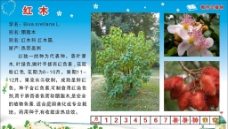 红木植物牌图片