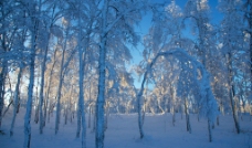 北欧冬季针叶林图片