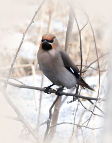 冬天的太平鸟图片