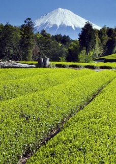 雪山富士山下的茶园图片