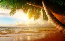 日系夕阳下的沙滩椰树图片