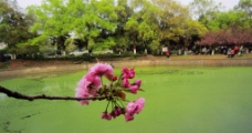 樱花园风光图片