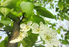 其他生物梨树梨花春天图片