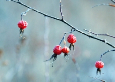 野果冬季野玫瑰果实图片