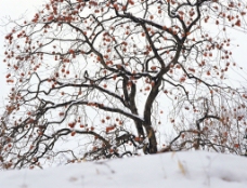 冬天雪中的柿子树图片