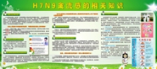 H7N9宣传单图片