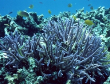 深海生物深海水生植物图片