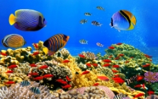 水底世界水族馆海底世界图片