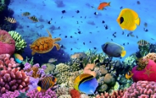 水底世界水族馆海底世界图片