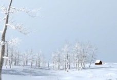 树木雪景max源文件图片