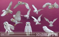 高清3D猫头鹰图片
