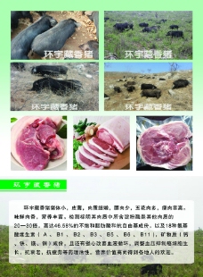 藏香猪图片
