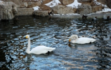 动物园的白天鹅图片