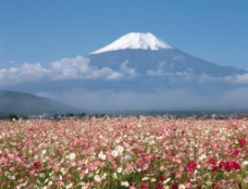 富士山 春色图片