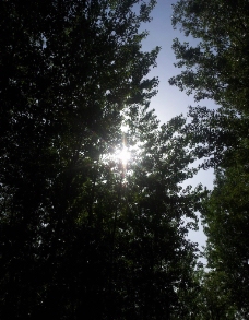 阳光下树梢图片