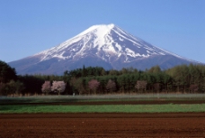 富士山 春景图片