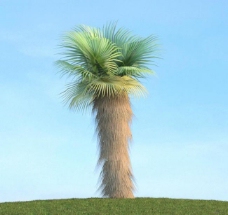 树木华盛顿棕榈图片