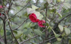 树梢的红花图片