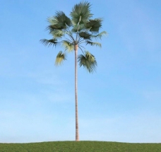 树木棕榈树高山蒲葵图片