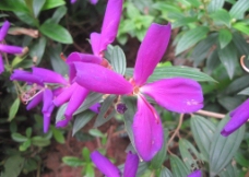 紫花图片