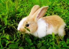 其他生物可爱兔子图片
