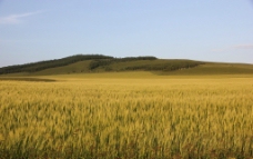 小麦草原风光图片