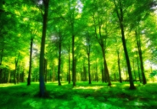 树木树林阳光美景图片
