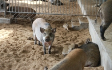 生猪养殖杜洛克猪图片