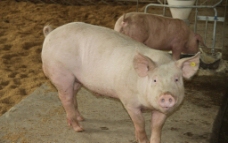 生猪养殖养殖猪图片