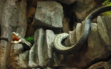 蛇模型图片