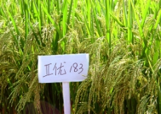 高产杂交水稻优良品种图片