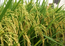超级稻高产大穗图图片