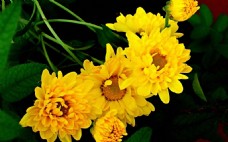 位图 植物图案 写实花卉 花朵 菊花 免费素材