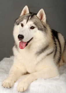 宠物狗阿拉斯加雪橇犬图片