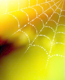 黄色背景元素的露水和蜘蛛网矢量01