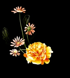 位图 植物图案 写意花卉 花朵 菊花 免费素材