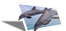 海豚 相框图片