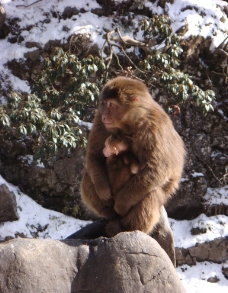 峨眉山 猴子图片