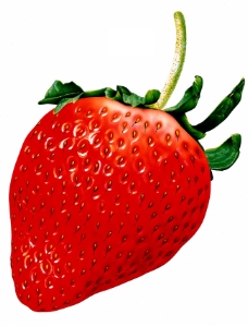草莓特写水果素材