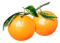 特色橘子特写带叶的橘子图片橘子素材