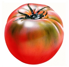 西红柿标本番茄特写番茄素材西红柿图片