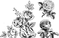 素描玫瑰花图片