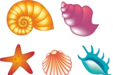 海螺 贝壳 海星 矢图片