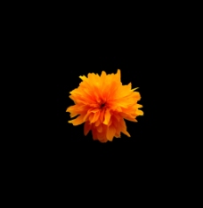 位图 写实花卉 植物 花朵 免费素材