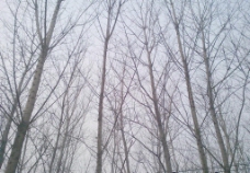 冬天的树林图片