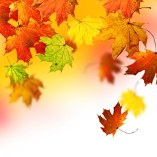 秋天背景枫叶背景图片背景秋天黄色背景