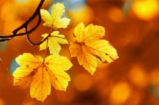 秋天景色枫叶背景图片背景秋天黄色背景